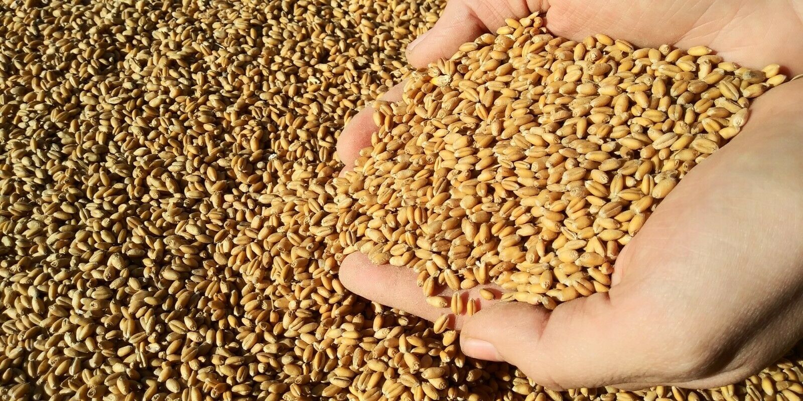 Wheat Berries for sale, 10 lbs. 25 Day Priority Shipping, Missouri