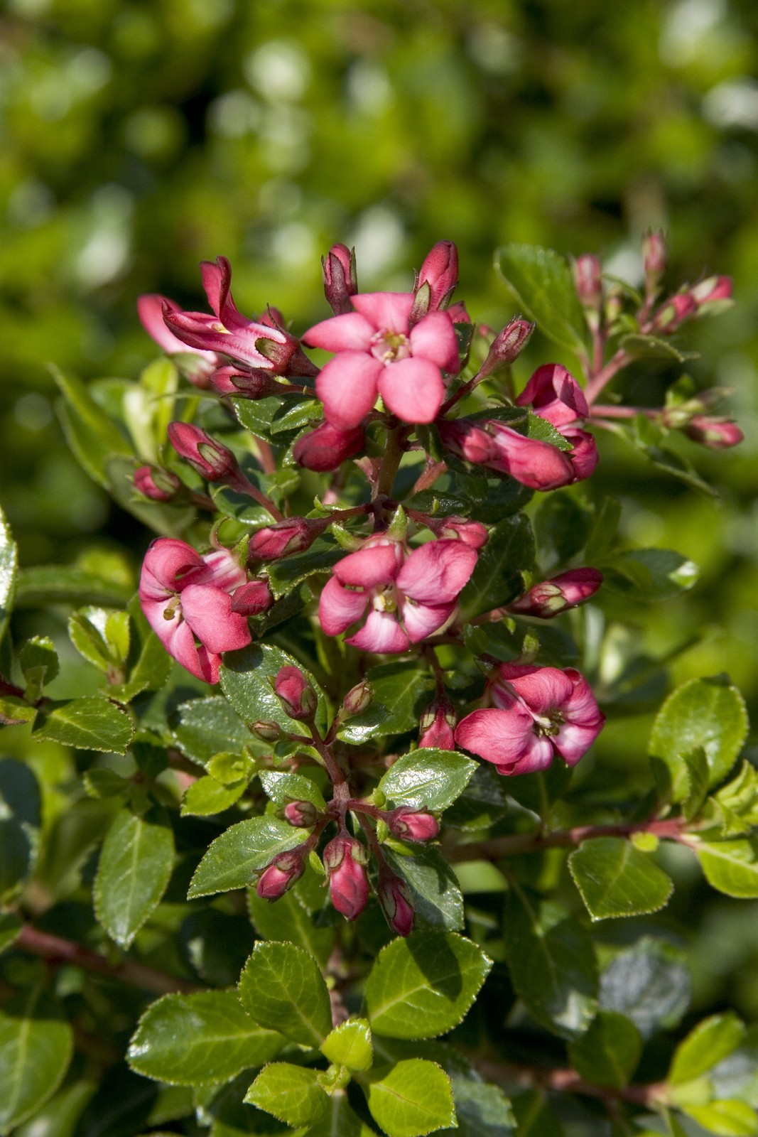 Live Escallonia (dwarf) aka Escallonia ‘Compacta’ Plant Fit 1 Gallon