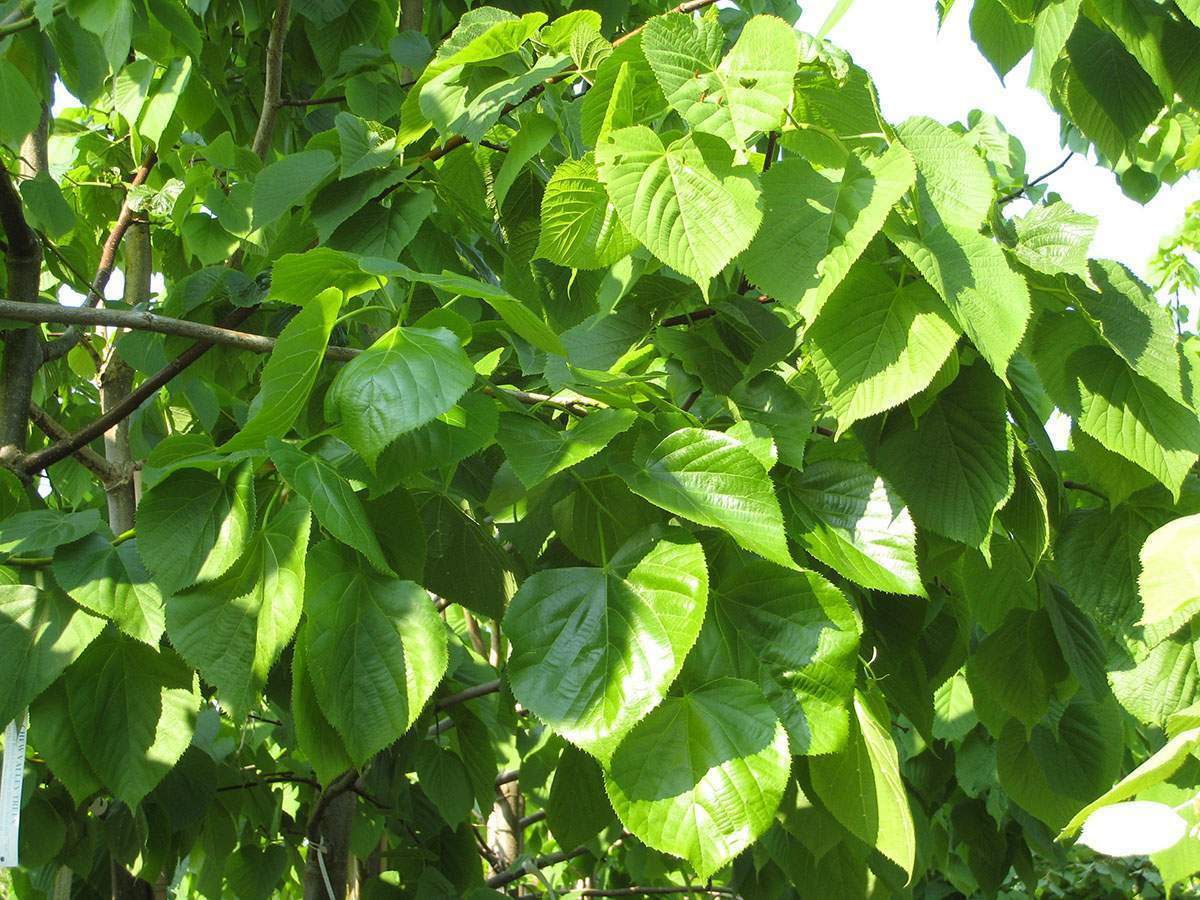 1-yo-bare-root-little-leaf-linden-tilia-cordata-lico-tree-outdoor