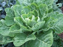 SHIPPED FROM US 400 Collard Champion Variety Huge Leaves Vegetable Seed, JK05 - $9.12