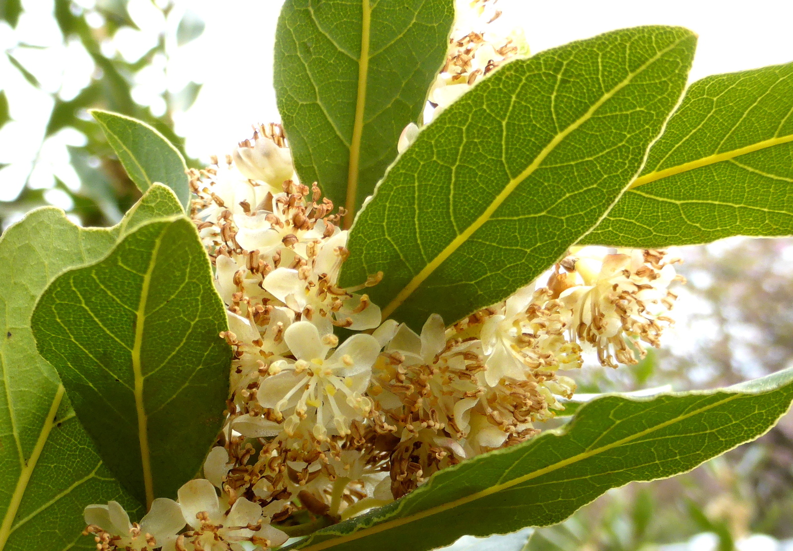 Laurus nobilis Bay Laurel shrub Quart Plant Bushes & Shrubs
