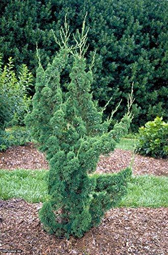 Robusta Green Juniper - 50 Live Trees - Juniperus Chinensis - Other ...