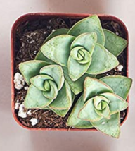 Live Succulent Plants   -   Variety Pack of Mini Succulents in 2" Pots image 10