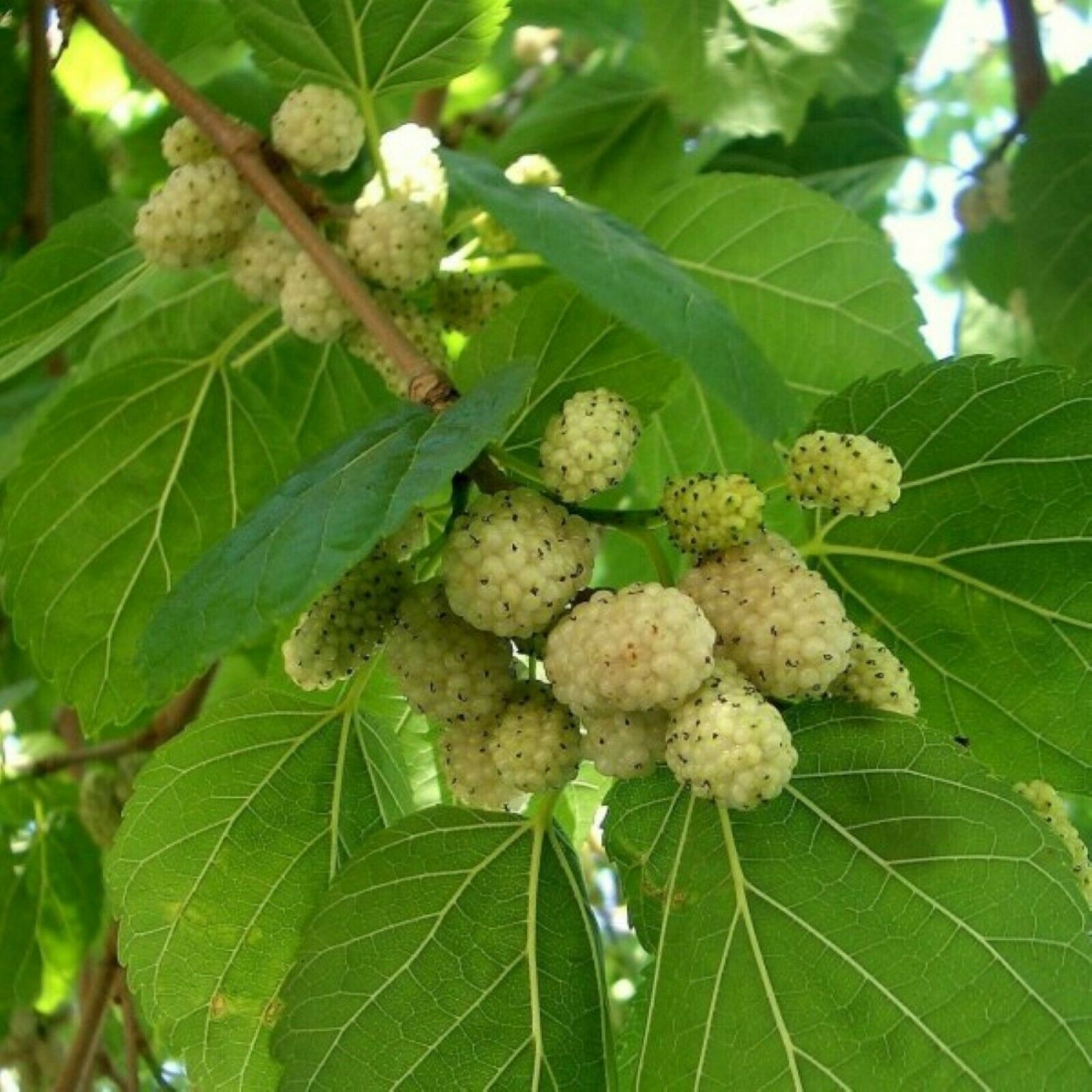 5-10 inches tall 1 year old White Mulberry (Morus alba) plant, Russian ...