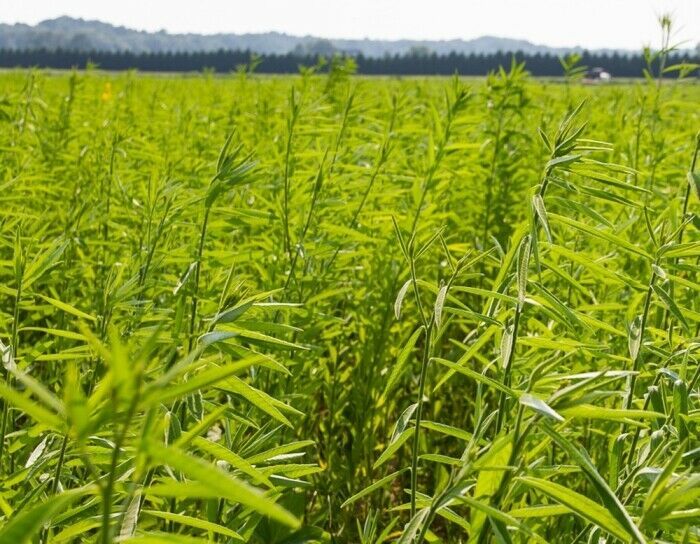 Sunn Hemp Seed Soil Builder, Wildlife Forage, Cover Crop Seeds (1