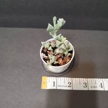 Live Succulent in White Pot, Deltoid Leaved Dew Plant, Oscularia Deltoides image 5