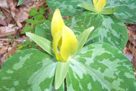 Yellow Trillium 5 bulbs (T. luteum) wildflower image 3
