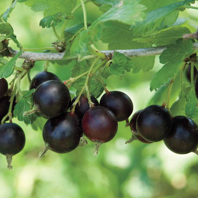 Jostaberry Gooseberry x Currant berry Ribes ×nidigrolaria Seeds