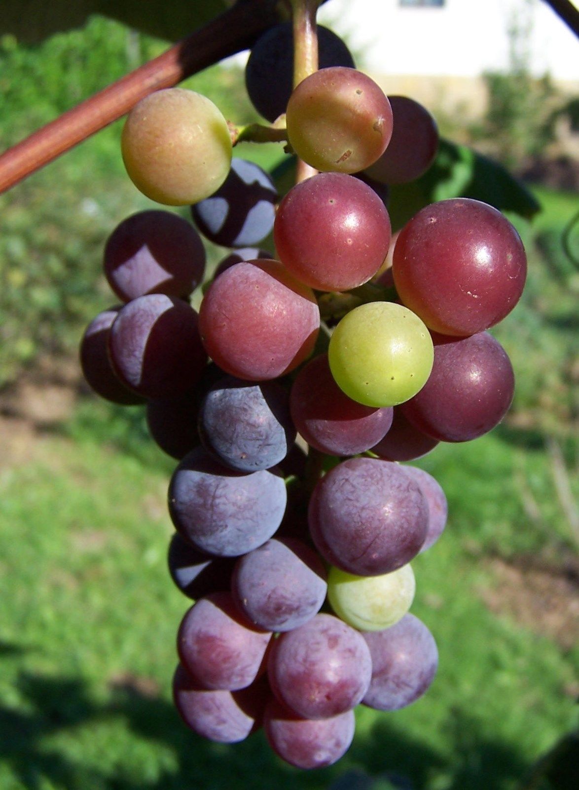 Виноград легкие. Vitis vinifera. Виноград vinifera 'purpurea'. Виноград Vitis vinifera. Применение винограда.