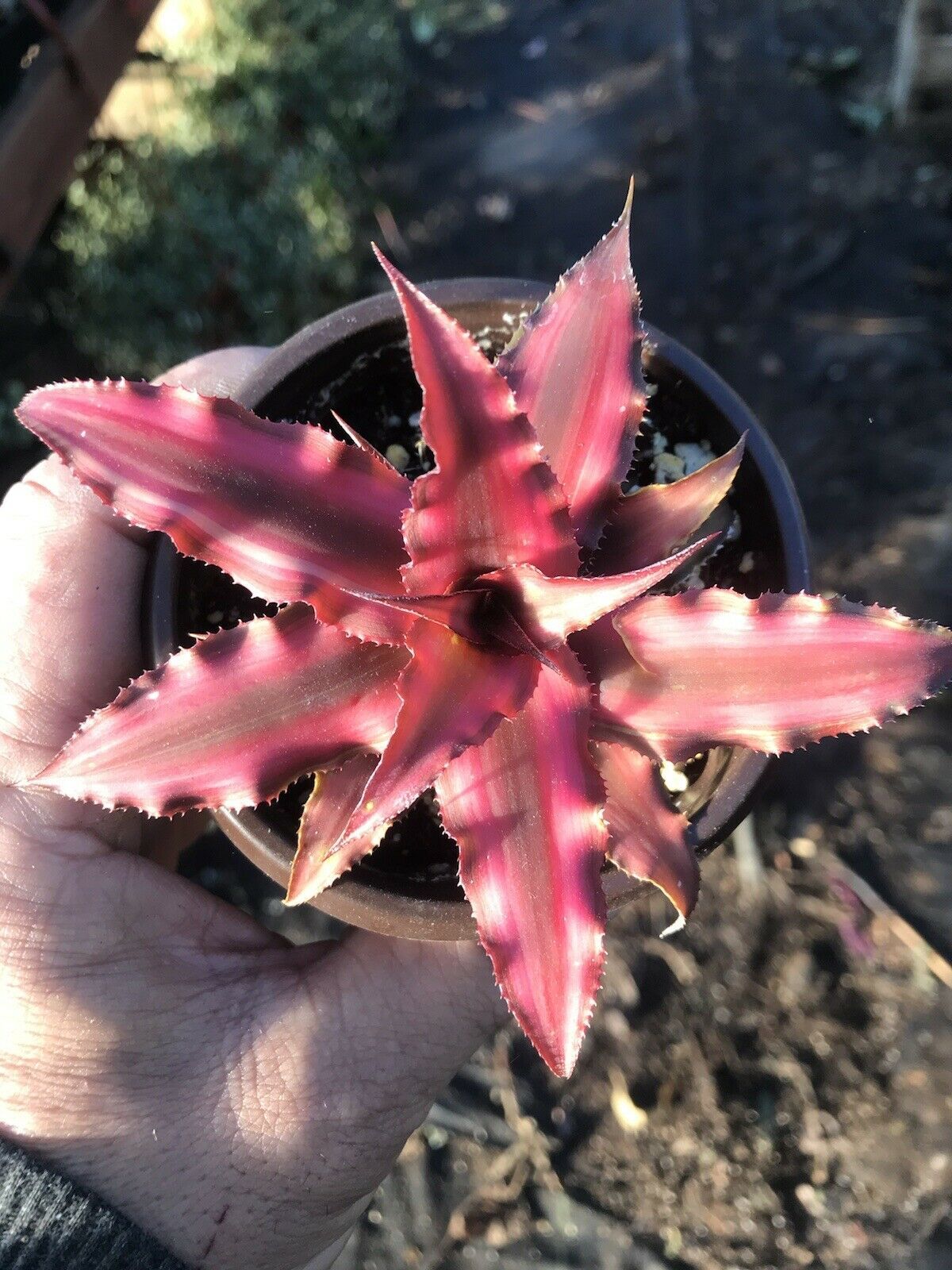 Blush Red EARTH STAR Red Starlite Tropical Terrestrial Bromeliad