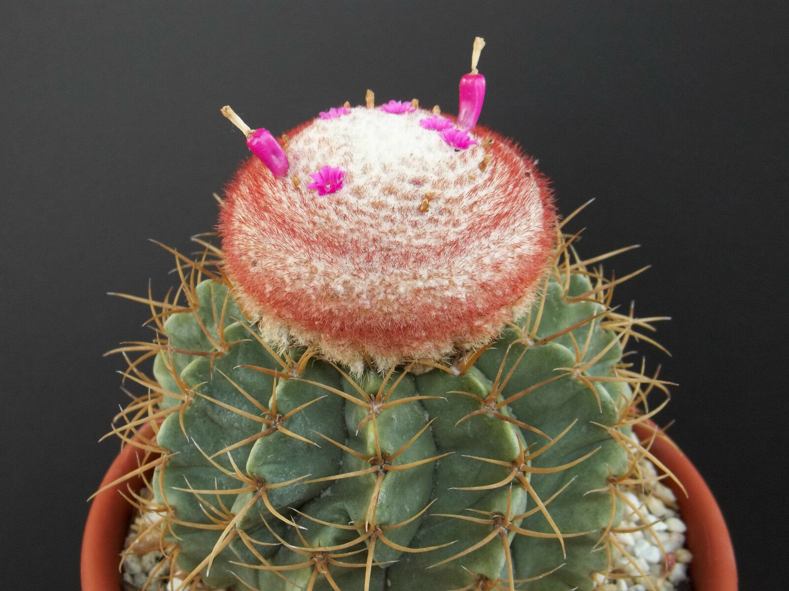 500 Graines De Melocactus Mix - Cactus Exotiques Et Rares - Faciles à Faire Pousser, Pour Tous Les Sols Sableux