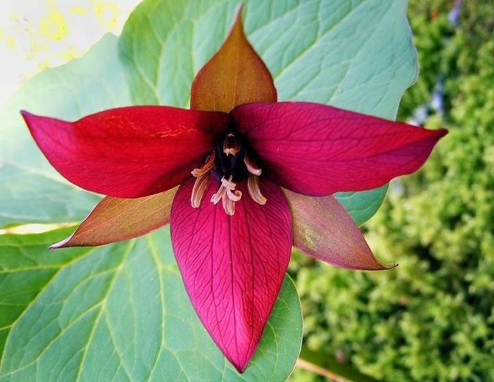 Red Trillium 10 bulbs Wood Lily  (Trillium Erectum)