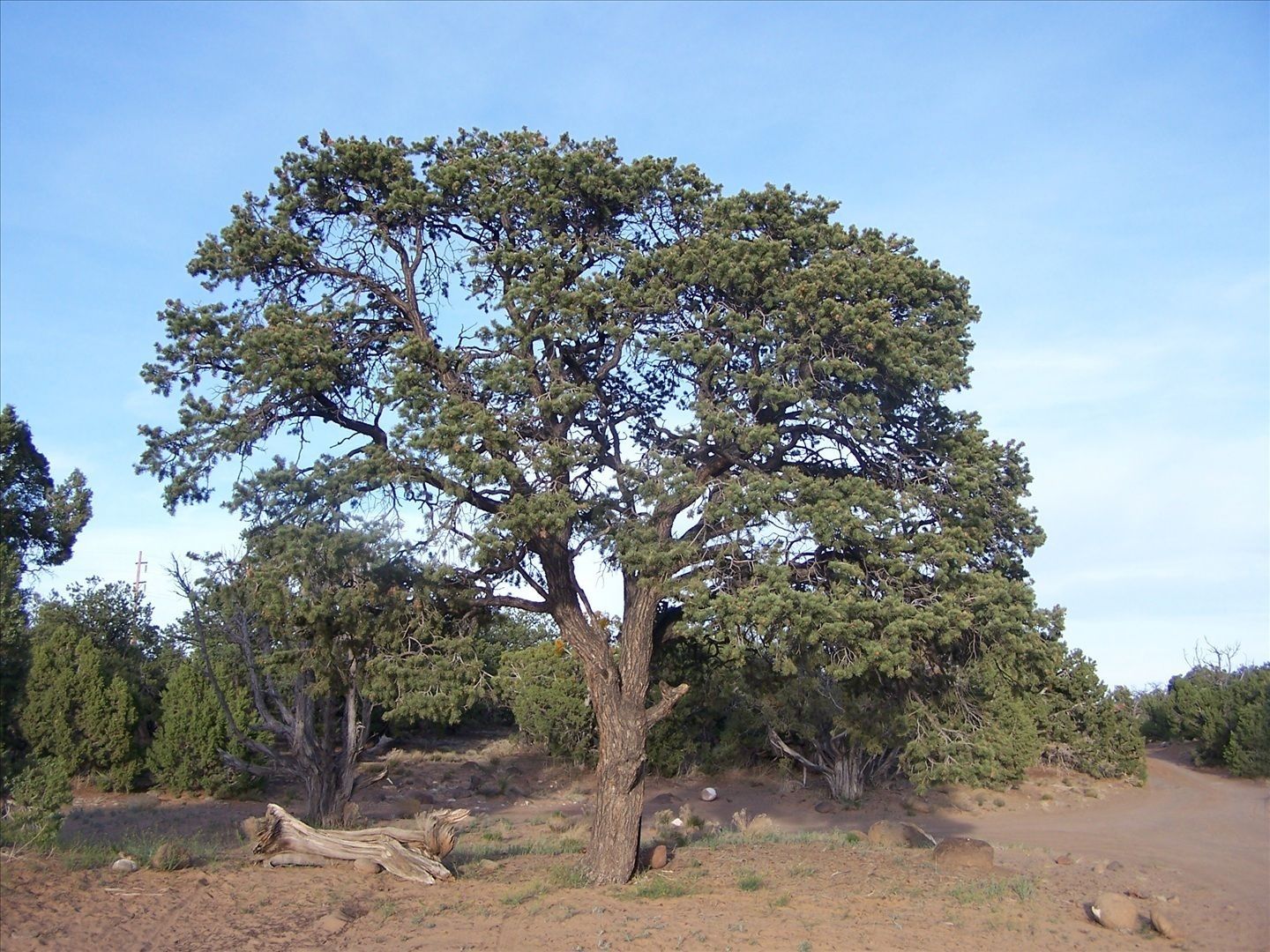 Colorado Pinyon Pine Tree, Pinus edulis, 30 Seeds - Tree Seeds