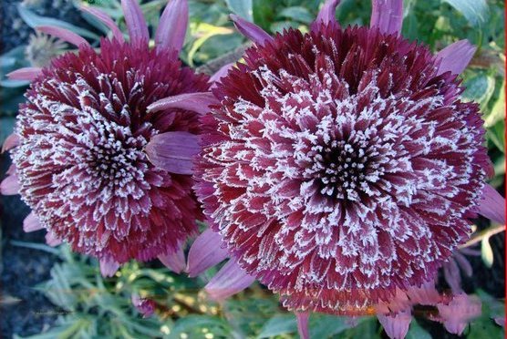 50 seeds Rare 'Snow Purple' Echinacea Flower Plant Coneflower Seeds