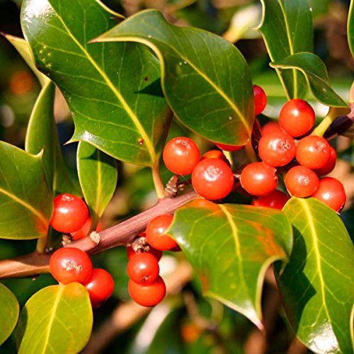 TWENTY plants Ilex cornuta 'Needlepoint' Holly - Yard, Garden & Outdoor ...