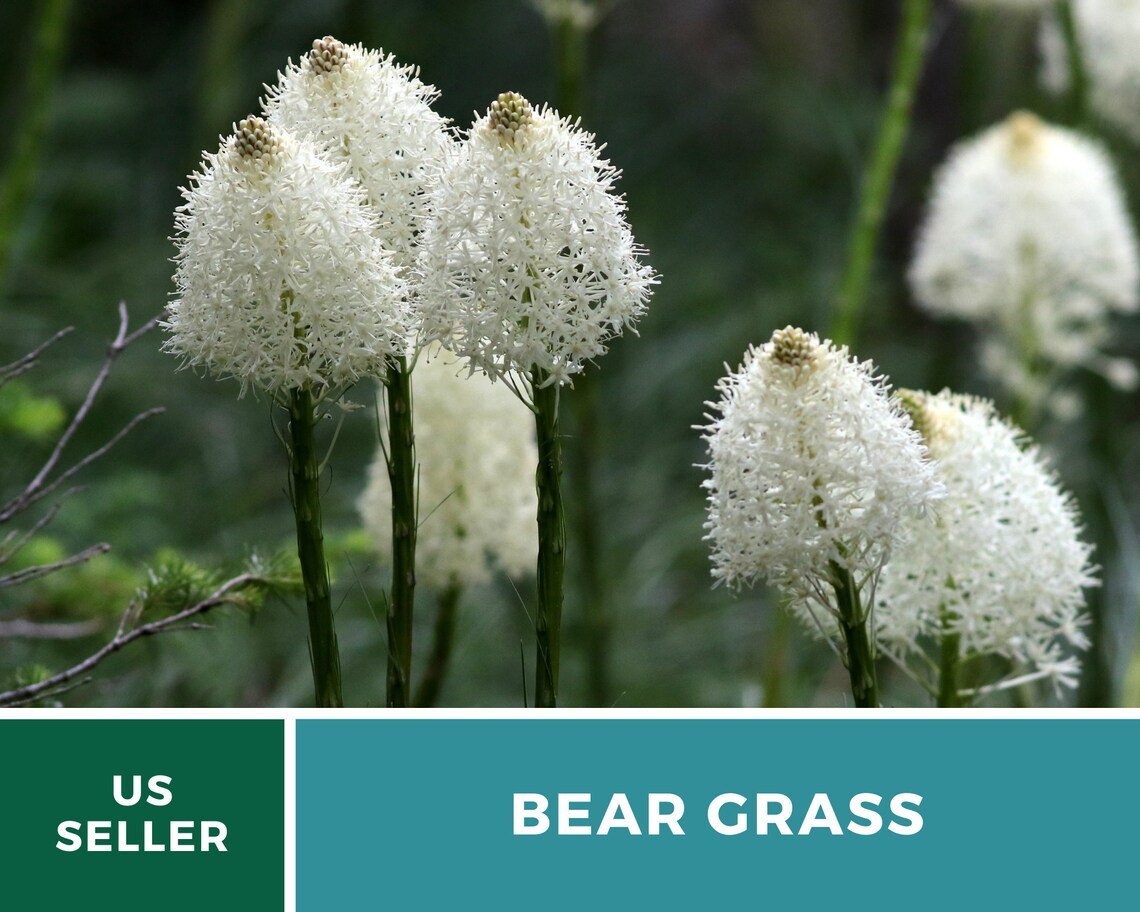 50pcs Bear Grass Seeds Used In Native American Basket Weaving