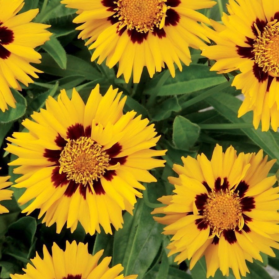 Sunfire Yellow Coreopsis Butter DaisyFirst year blooming 25 Perennial