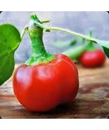 Pepper, Large HOT Cherry, Heirloom, 500 Seeds, Great Fresh N Cooked - £7.90 GBP