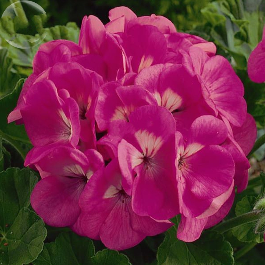 10 Seed Geranium Large Heads of Bright Pink Flowers Light, DIY Flower