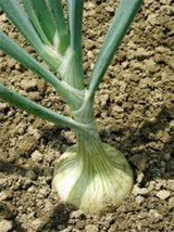 Onion, Spanish White, Heirloom, Organic 25+ Seeds, Sweet, Great For Cooking - $4.99