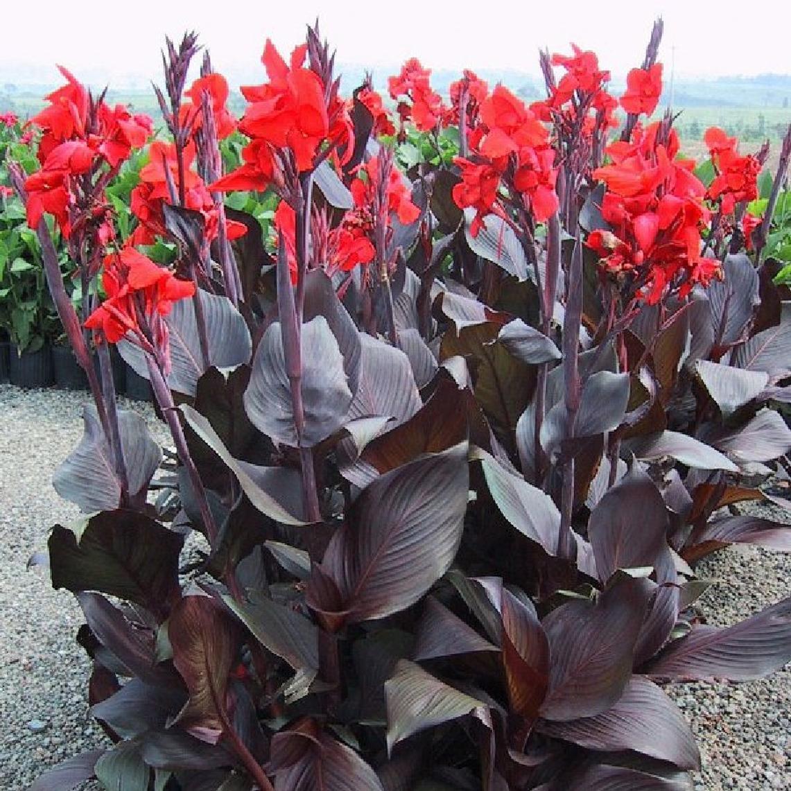 red-canna-lily-bulbs-jumbo-plant-8-12-feet-tall-4-bulbs-rare-fast