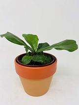 Fiddle Leaf- Ficus lyrata Clay Pot by JMBAMBOO - $26.45