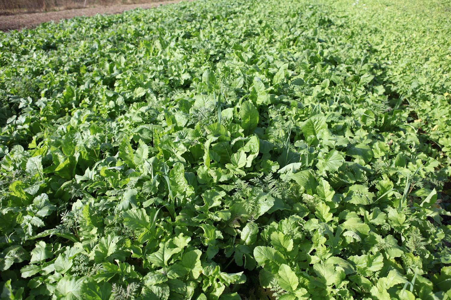 Deer food plot Radish and Turnip550 Bulk Seeds