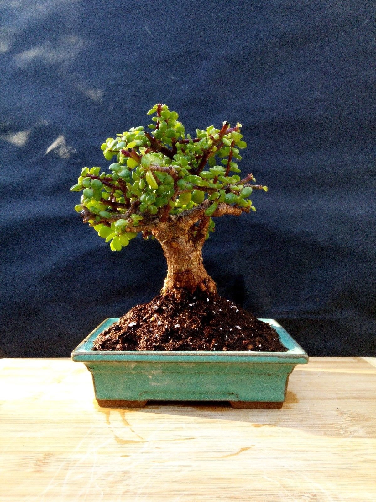 Perfect bonsai Portulacaria afra 'cork bark'14 year old For professionals Bonsai