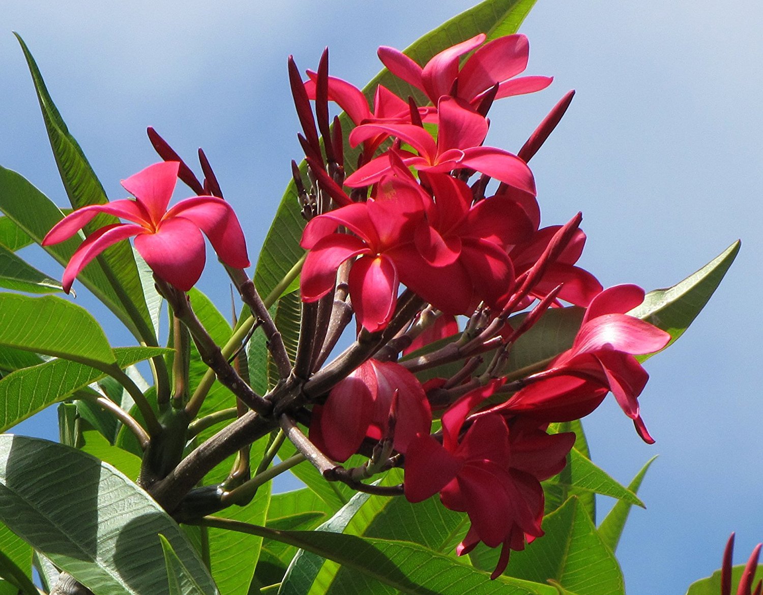 Hawaiian Red Plumeria Frangipani Plant Cutting - 1 Pack - Other Plants ...