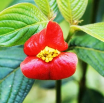 Sexy Red Lip Flowers - Psychotria Elata - 100 Seeds image 6