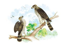 Sharp Skinned Hawk (Pigeon Hawk), with Broad Wing Hawk 20 x 30 Poster - $25.98
