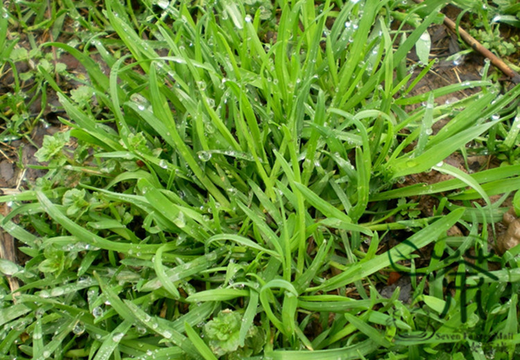 Poa Annua Seeds 600pcs Annual Meadow Grass Simply Poa Annual