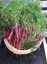 Cosmic Purple Carrot Seeds | Organic - $1.99+