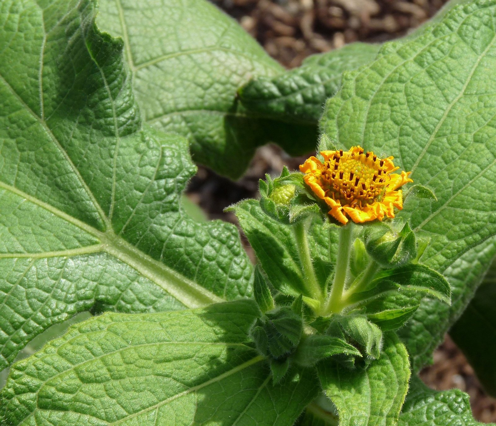 YACON ground apple Smallanthus sonchifolius Live Rooted