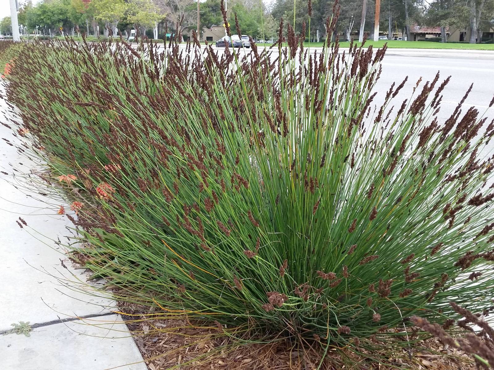 Live Cape Rush aka Chondropetalum tectorum Plant Fit 5 Gallon Pot ...