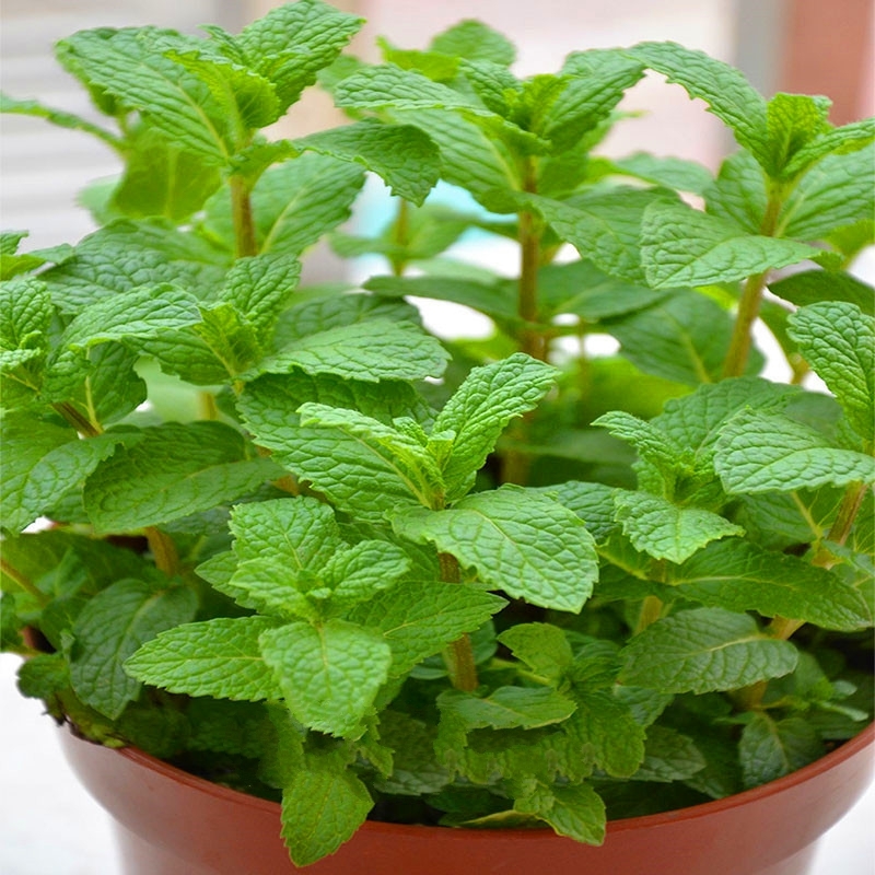 Perfume Mint Mentha Arvensis Wild Mint Herbs 25 Seeds perennial bloom