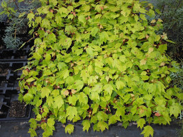 Red Maple Tree 2.5" pot image 5