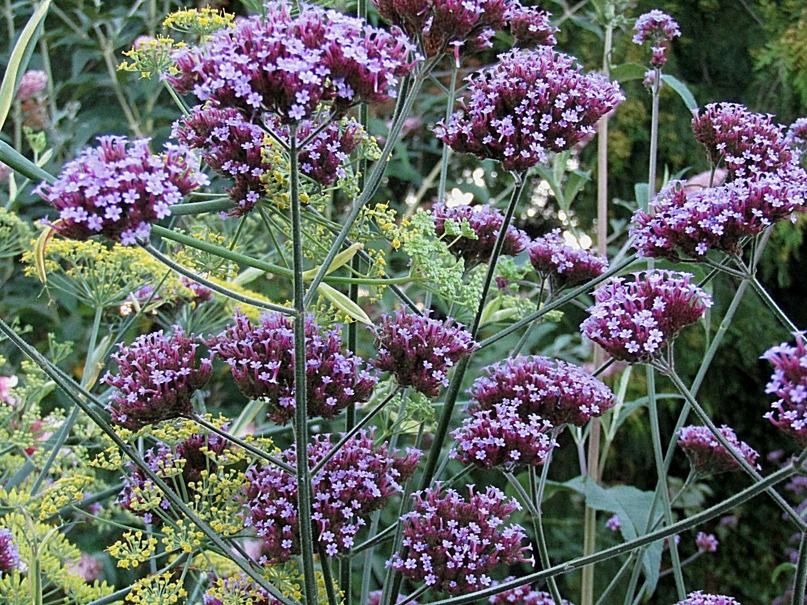VERBENA BONARIENSIS, 133 SEEDS, TALL VERBENA, HARDY, PURPLE FLOWERS, EZ