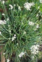 Garlic Chives Seeds | Organic | Herb | Heirloom | Wholesale | Bulk - $1.98+