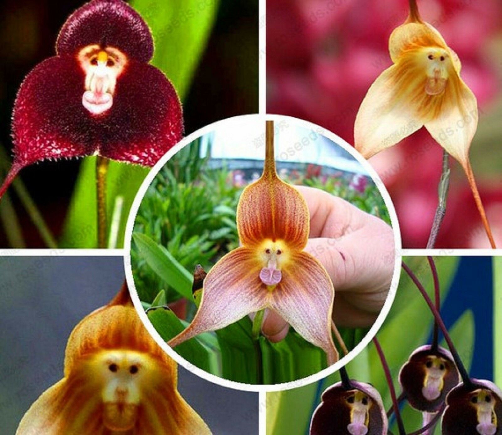 Assorted Monkey Face Orchid Plant Seed 100 SEEDSBUY 4 ITEMS FREE