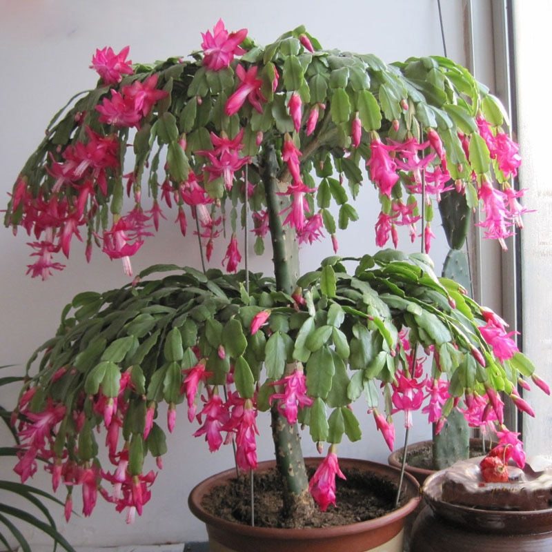 10 Pcs Pink Zygocactus Truncatus Schlumbergera Bonsai Seeds Indoor Potted Plants Seeds