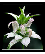 9000 seeds beebalm, SPOTTED BEE BALM RARE PERENNIAL white flower - $11.99