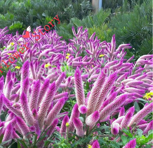 200 Flamingo (celosia spicata) Seeds,