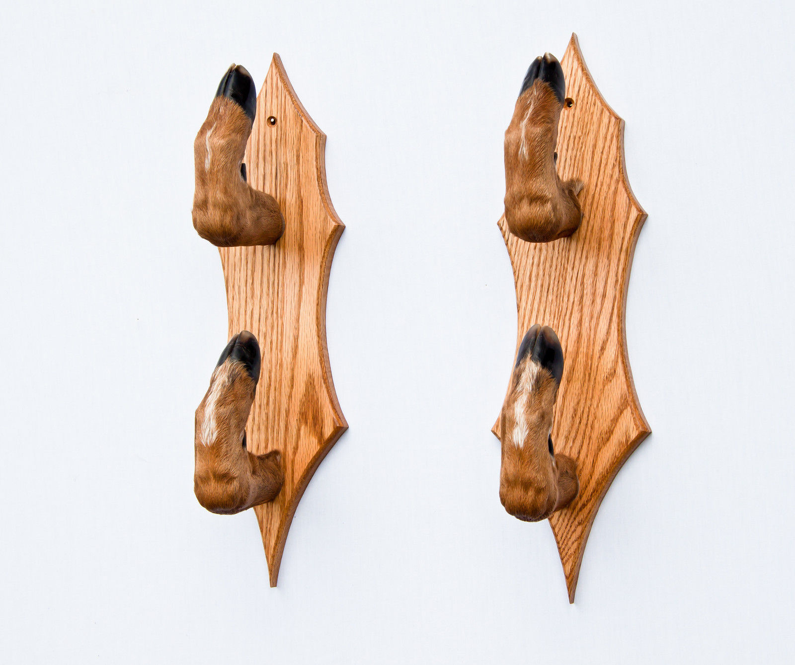 Taxidermy Deer Hoof Foot Feet Double Gun Rack on Oak Plaques Gunrack