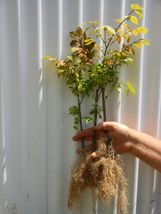 1 DWARF BURNING BUSH bare root  (Euonymus Alatus) image 7