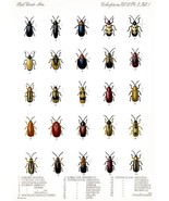Beetles - Coleoptera #2 - 1885 - Insect Illustration Poster - $32.99