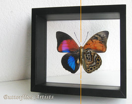 Hybrid Butterfly Prepona Dexamenus Agrias Caudina VERY RARE Double Glass Display - $249.99