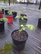 Muntingia Calabura strawberry tree live plant rare 10 pack free shipping - $149.00