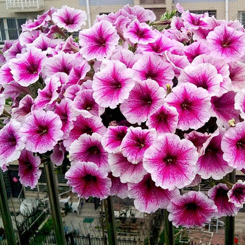 Rare Petunia tree seeds rare seeds for home garden bonsai petals ...