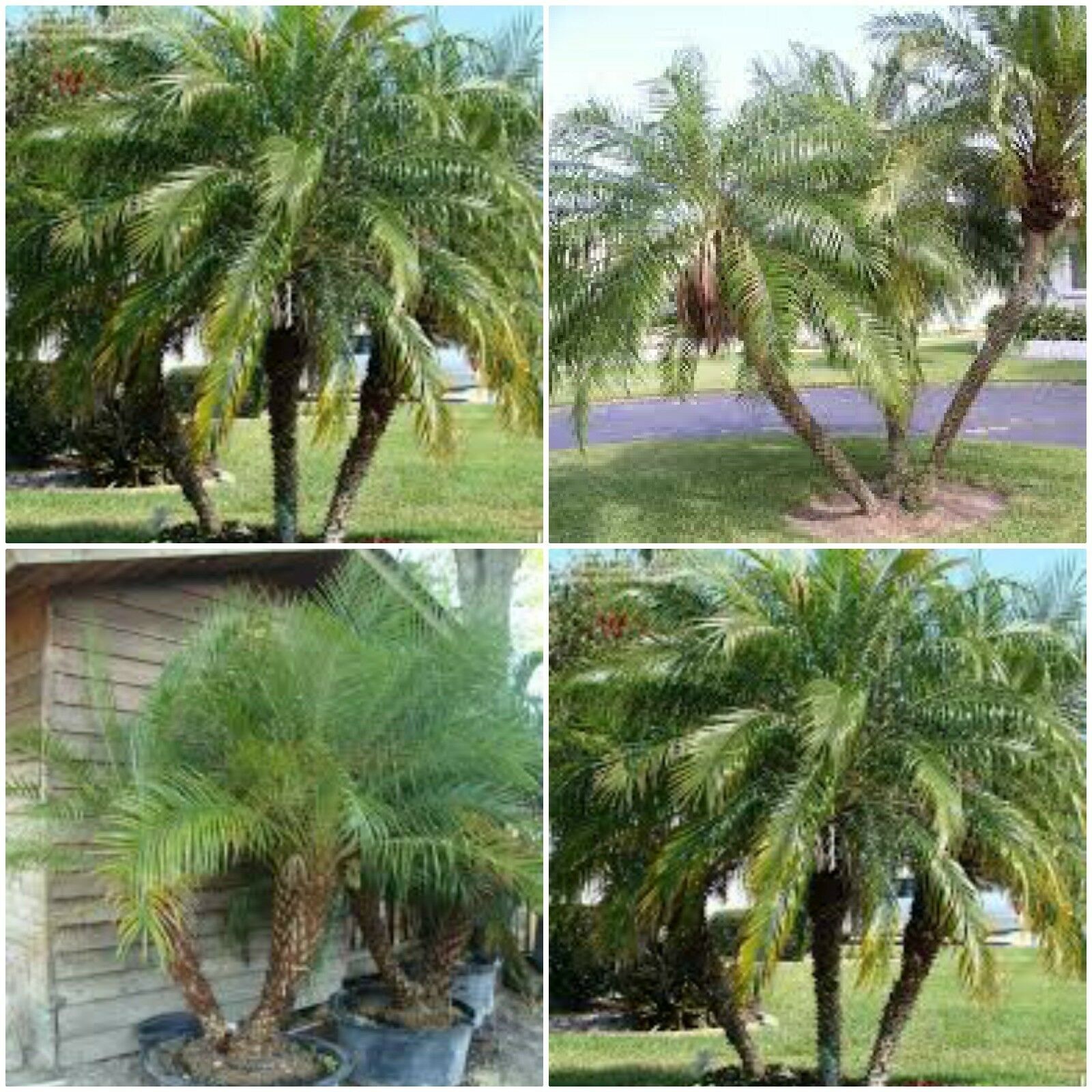 4 Robellini Palms Phoenix roebelenii Pygmy date palm